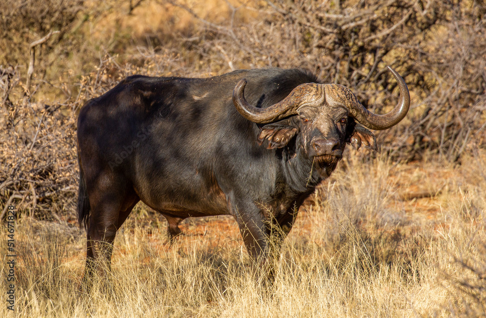 Cape or African buffalo bull on a game farm, South Africa