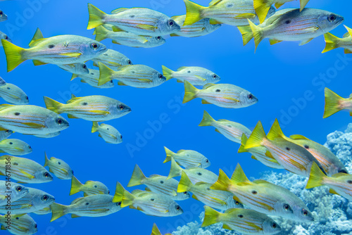 One Spot Snappers in the Red Sea Egypt photo