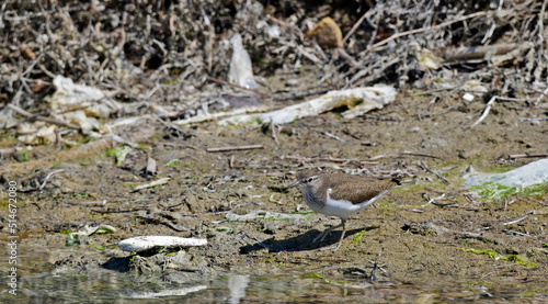 Flussuferläufer (Actitis hypoleucos) an einem vermüllten Fluss-Ufer // Common sandpiper on a littered river bank photo