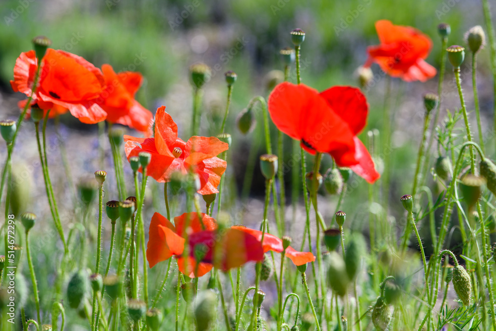 Obraz premium Close up of bright red poppy flowers.