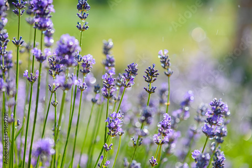 Close-up lavender sprig with raindrops