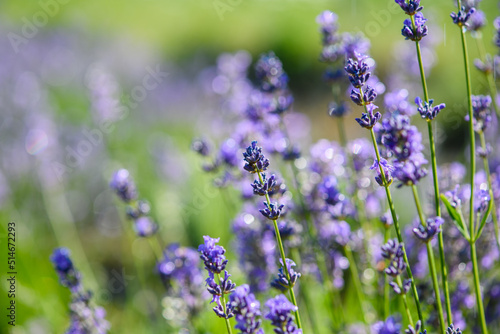 Close-up of Lavender flowers blooming