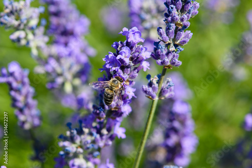 Close-up of a bee collects nectar from a lavender flower. © o_lypa