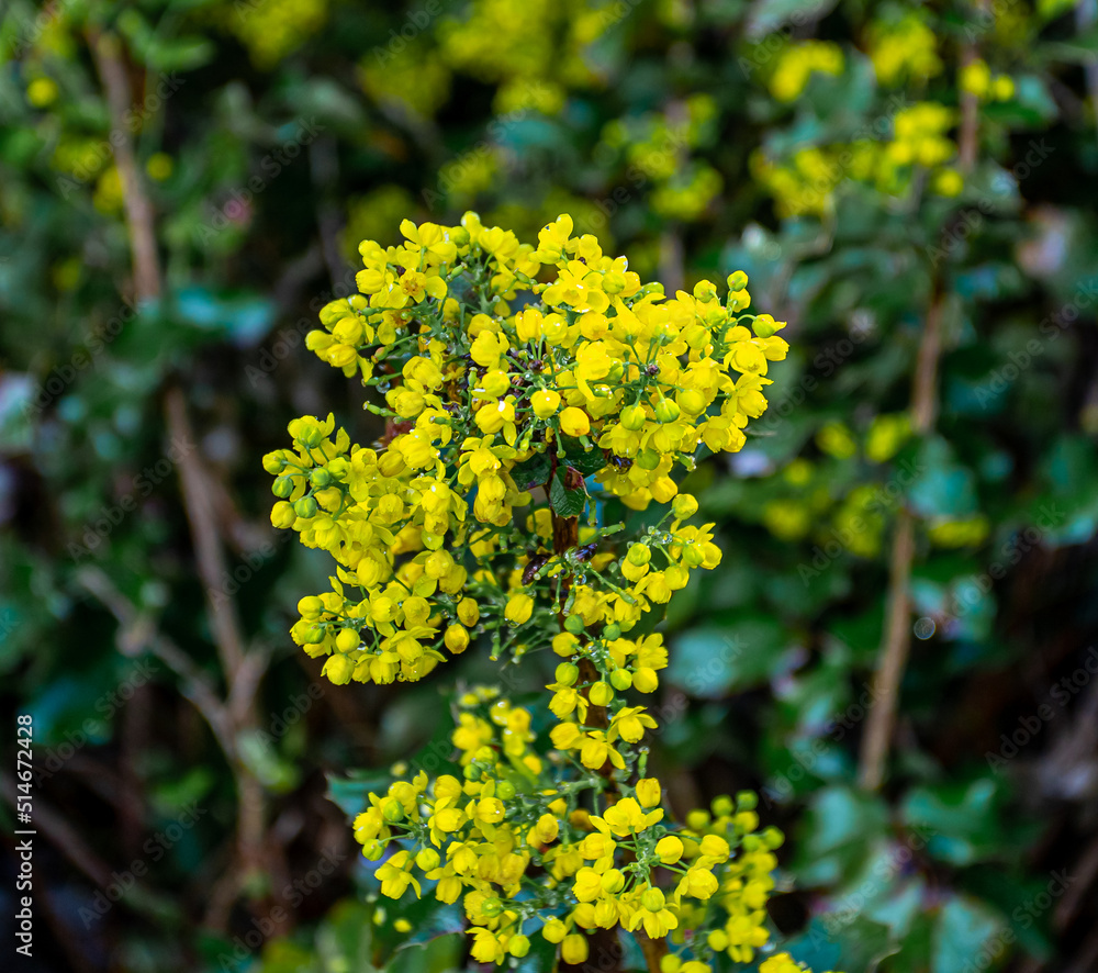 Obraz premium yellow flowers in the garden