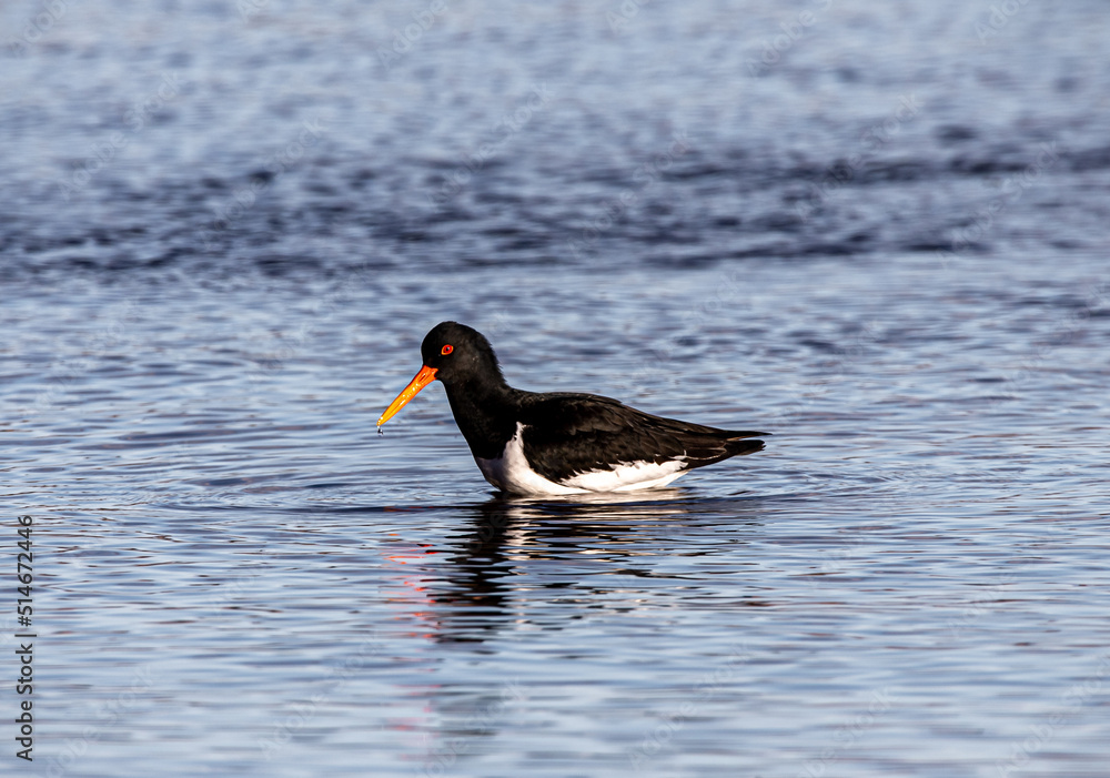 bird in water bird in water