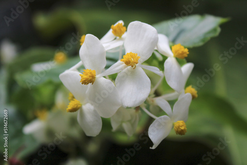 White tropical flower blossoms