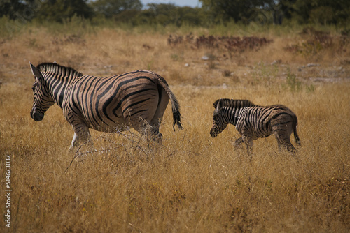 Zebra Familie in der Savanne