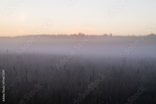 Morning mist over the maedow
