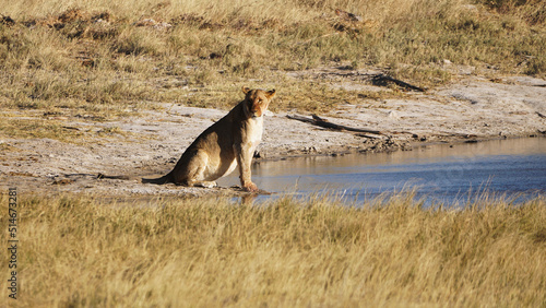 Löwin am Wasserloch photo