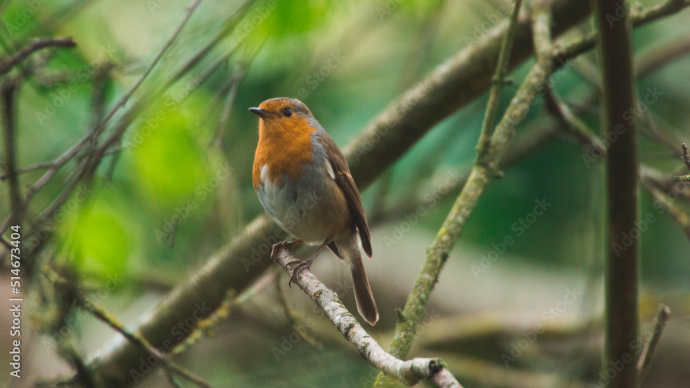 Robin in the Woods Robin in the Woods