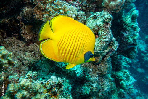Masked Butterfly fish in the Red Sea, Egypt