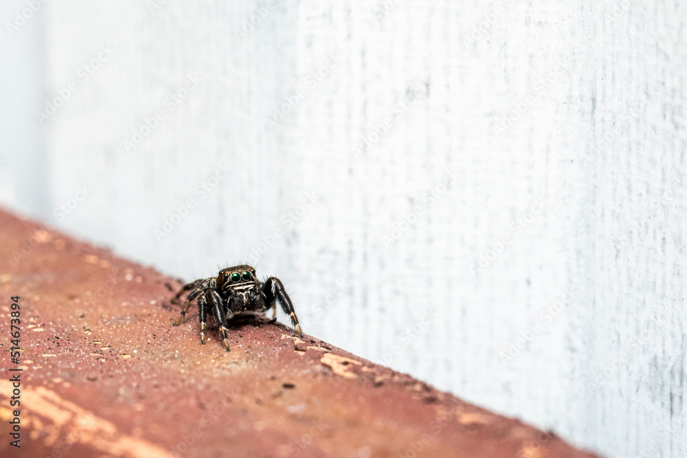 Obraz premium Hyllus semicupreus Jumping Spider. small jumping spider