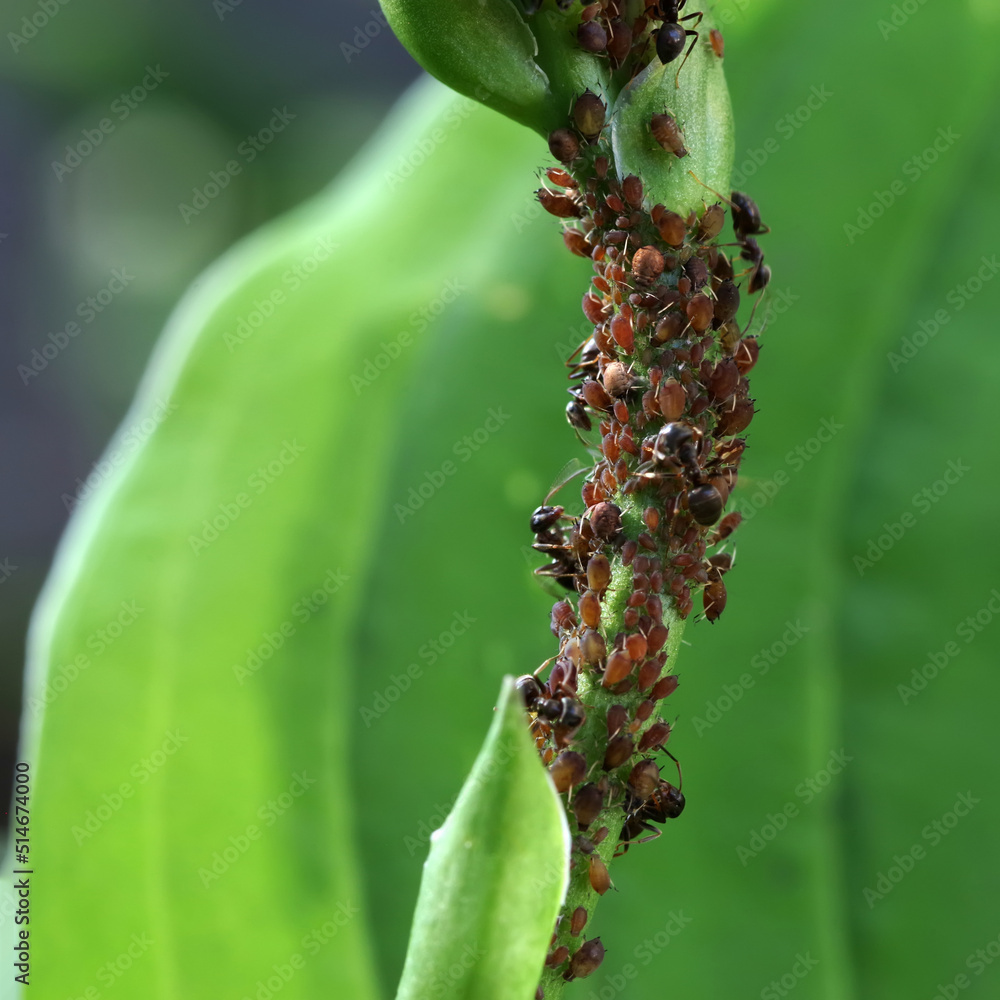 Aphids on the hosta stalk. Parasitic insects that sucks sap from plants. Ants guard their aphids. Selective focus. Aphids on the hosta stalk. Parasitic insects that sucks sap from plants. Ants guard their aphids. Selective focus.