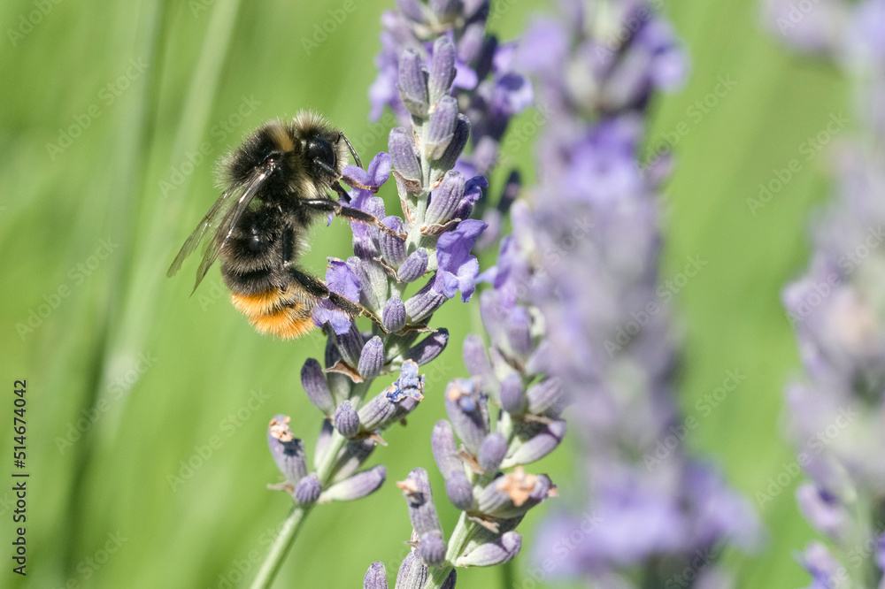 Hummel an Lavendelblüten