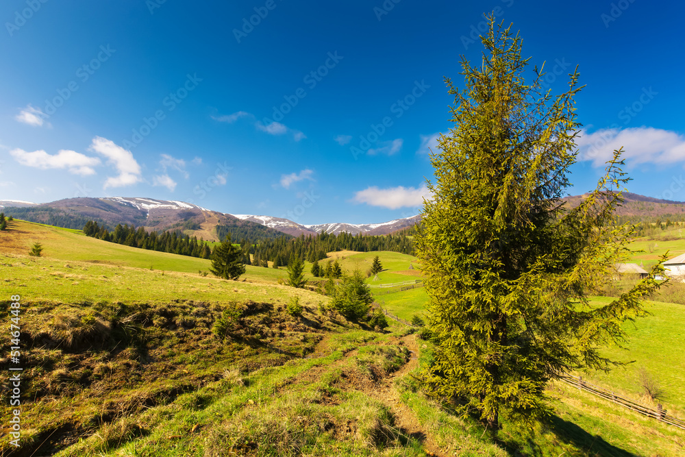 Obraz premium carpathian countryside in springtime. tree on the grassy meadow. forest on the rolling hills at the foot of borzhava ridge with snow capped tops. beautiful rural landscape on a sunny morning