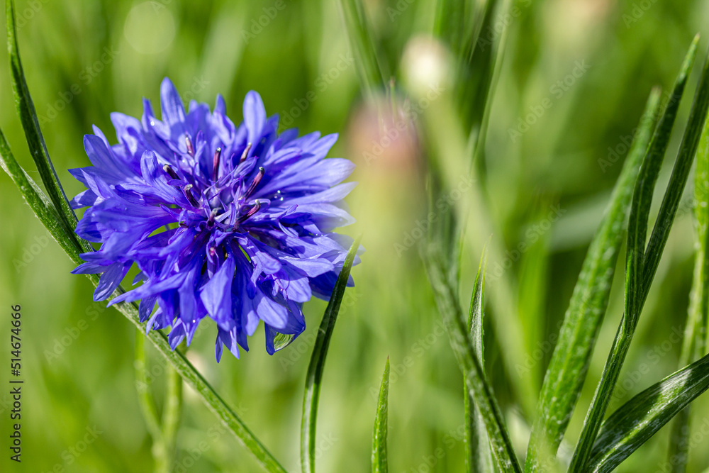 Bright blue flower, summer flower, Cornflower close up on green blurred background. Bright blue flower, summer flower, Cornflower close up on green blurred background.