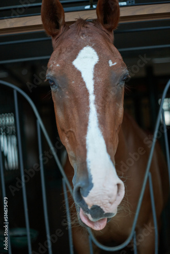Horse looking out of Stable. Horse Head. Farm Animal
