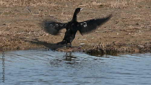 Great cormorant moving its wings in a natural reserve in Spain