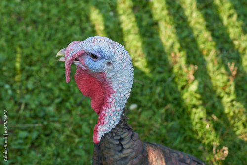 Curious Turkey on a Farm. Turkey Bird Head