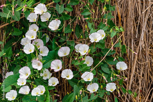 Field bindweed or Convolvulus arvensis or European bindweed or Creeping Jenny or Possession vine herbaceous perennial plant with open and closed white flowers surrounded with dense green leaves