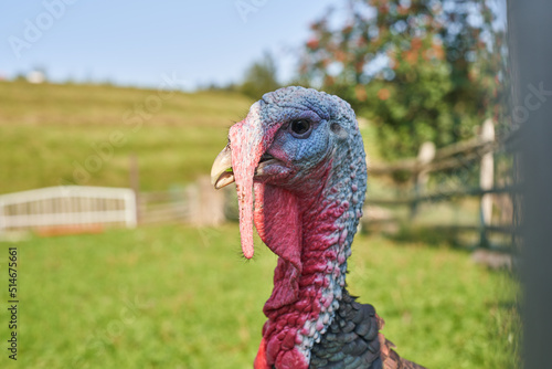 Curious Turkey on a Farm. Turkey Bird Head. Close-up of domestic turkey (Meleagris gallopavo) in the green blurred background