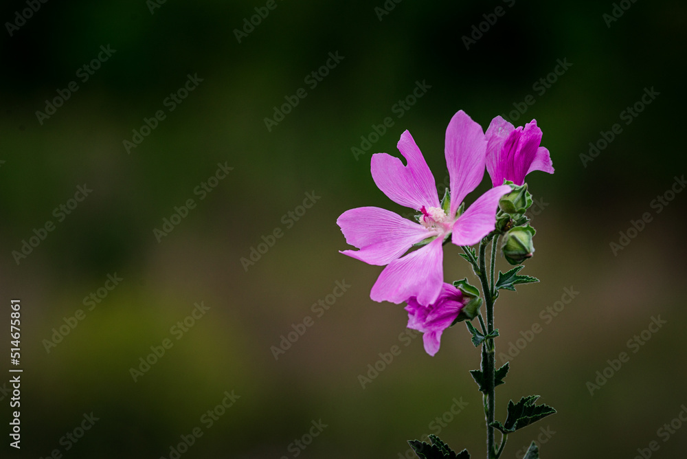 Blooming pink mallow flowers (Malva alcea, cut-leaved mallow, vervain mallow or hollyhock mallow) in summer garden, wild mallow (Malve silvestris), blur natural background Blooming pink mallow flowers (Malva alcea, cut-leaved mallow, vervain mallow or hollyhock mallow) in summer garden, wild mallow (Malve silvestris), blur natural background