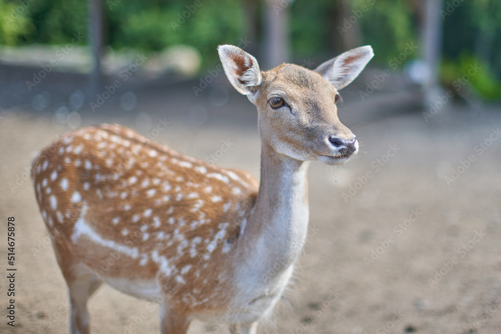 Female fallow deer doe or hind on farm