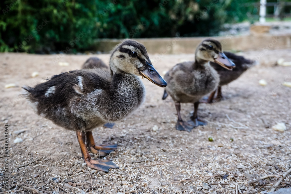 Ducklings searching for food on the ground by a lake Ducklings searching for food on the ground by a lake