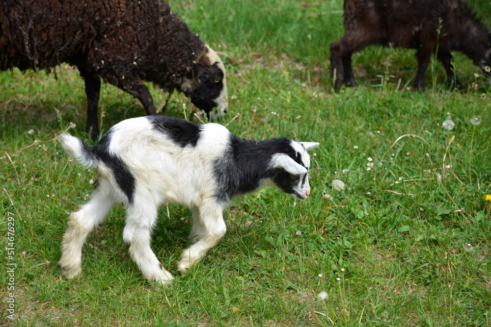 Icelandic goat with goat babies graze on the open meadows .