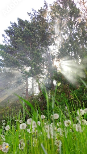 A vertical photo of the sun in the trees