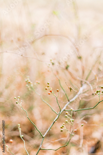 Close up of wild berries in warm autumn foliage with bokeh background.