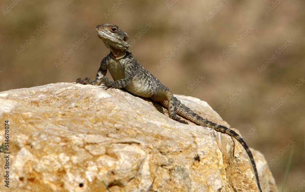 The lizard sits on a large stone in a city park. The lizard sits on a large stone in a city park.