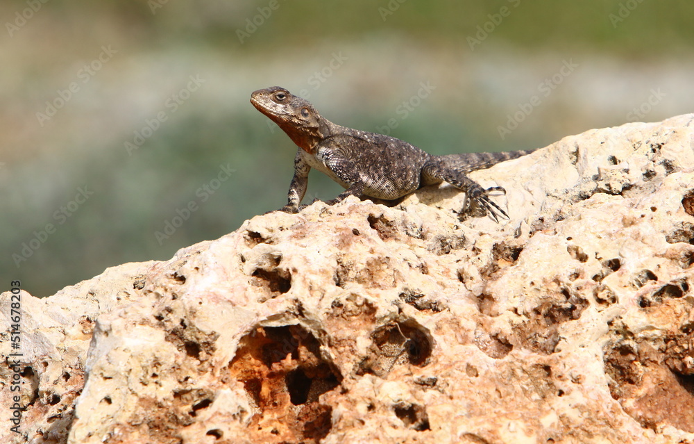 The lizard sits on a large stone in a city park. The lizard sits on a large stone in a city park.