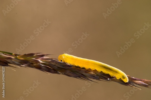 Yellow caterpillar on a blade of grass, brown background, macro.