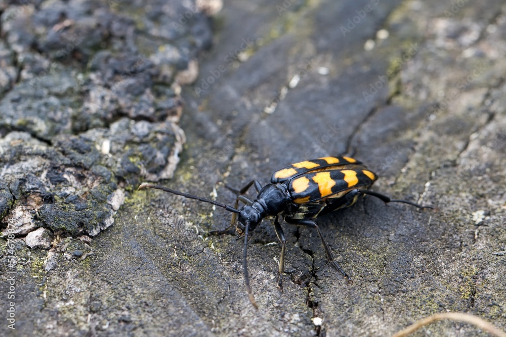 Leptura quadrifasciata, the longhorn beetle, crawling up an old stump. An oblique view. Macro. Leptura quadrifasciata, the longhorn beetle, crawling up an old stump. An oblique view. Macro.