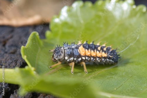 For Europe, the invasive beetle Harmonia axyridis - Asian ladybeetle, larva. Macro. © Petr