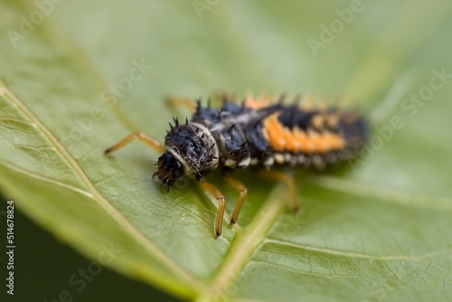 Fototapeta Naklejka Na Ścianę i Meble -  For Europe, the invasive beetle Harmonia axyridis - Asian ladybeetle, larva. Macro.
