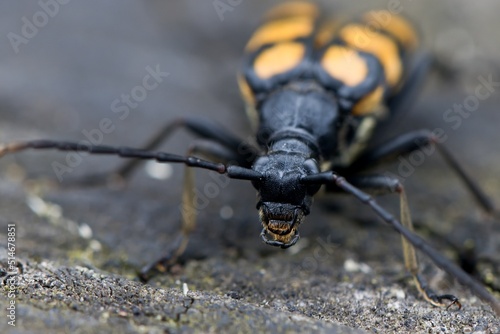Leptura quadrifasciata, the longhorn beetle, front detail. Macro. © Petr