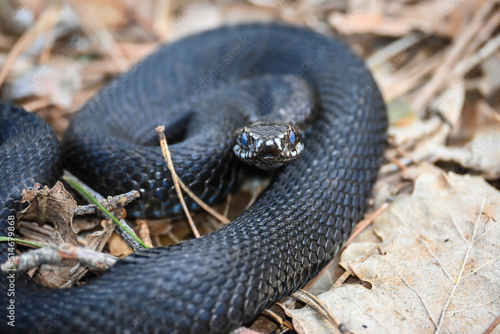 Obraz premium The viper in May.