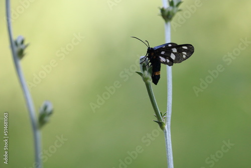Nine-spotted moth on a plant. The original name is Fegea, amata phegea © Gio