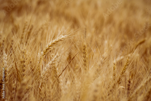 Wheat field. Ears of golden wheat close up. Beautiful Nature Sunset Landscape. Rural Scenery under Shining Sunlight. Background of ripening ears of meadow wheat field. Rich harvest Concept, blue sky