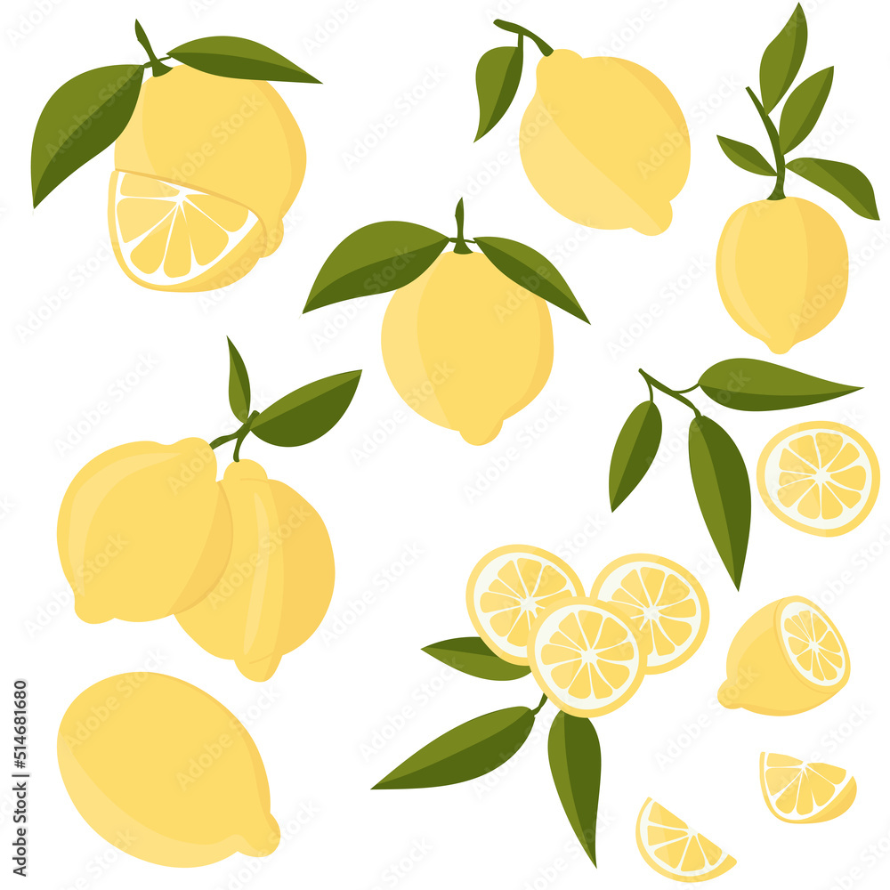 Set with lemons. Citrus cutting into slices, slices, circles. Ripe fresh lemons on a tree branch. Set with lemons. Citrus cutting into slices, slices, circles. Ripe fresh lemons on a tree branch.