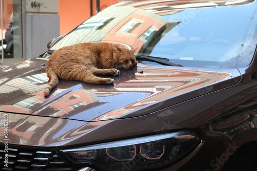 Photography Orange cat laying on car hood