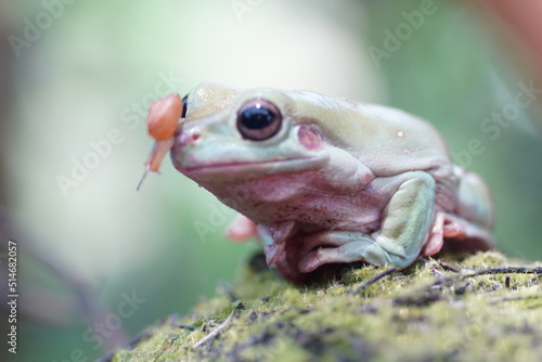 Green Dumpy Tree Frog