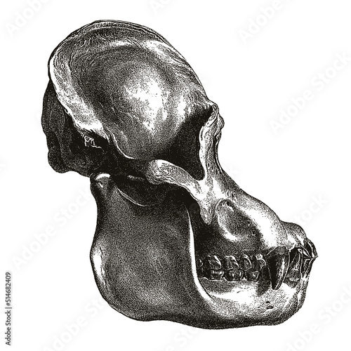 Bornean orangutan pongo pygmaeus skull in profile, after antique engraving from the 19th century
