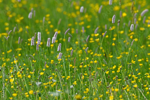 Blumenwiese mit Knöterich und Wildblumen // Flower meadow with knotweed and wildflowers 