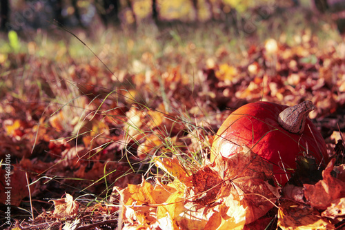 pumpkin