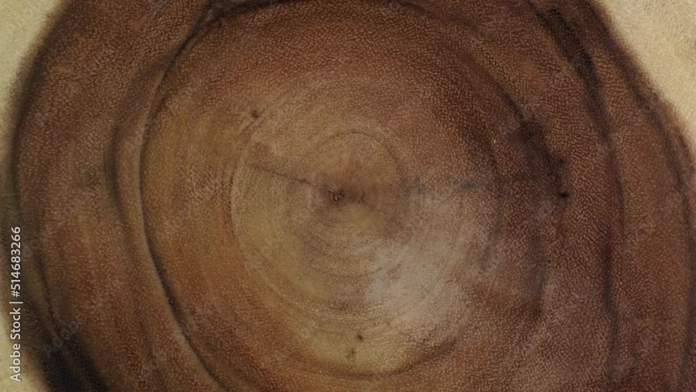 Wooden circle stump trunk background from top. Saw cross section cut ...