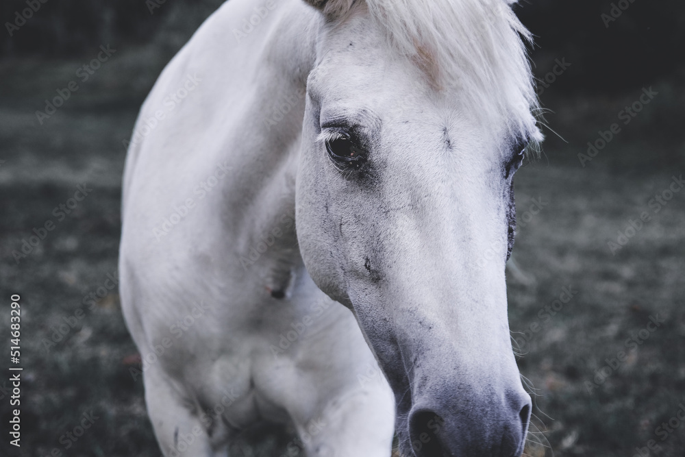 Obraz premium White Horse Allegre
