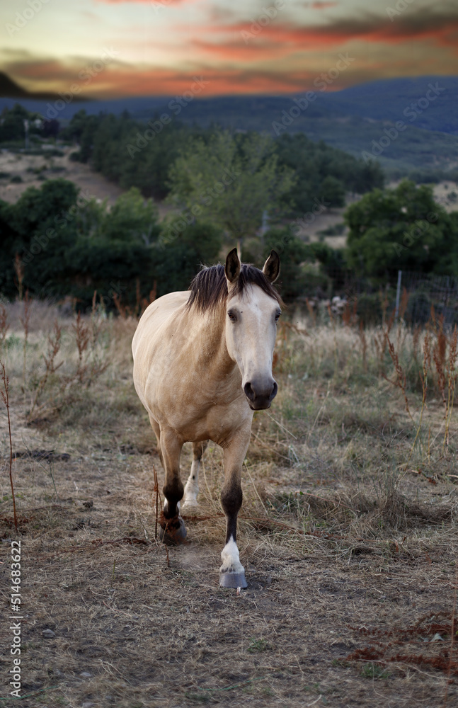 caballo en el campo con cielo de atardecer andando hacia la cámara caballo en el campo con cielo de atardecer andando hacia la cámara